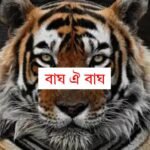 বাঘৰ আক্ৰমণ, মহিলা আহত